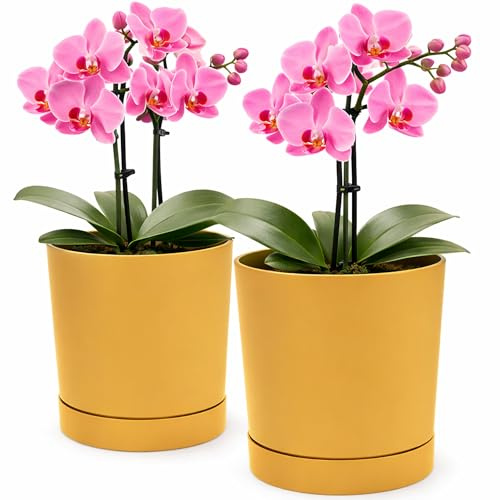 PECZEKO Macetero mate, macetero de plástico, maceta decorativa para plantas grandes y pequeñas, juego de 2 macetas, macetero para hierbas (2 unidades), mostaza, diámetro 24 cm