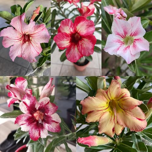 12 pcs Wüstenrose Pflanze Samen - WüStenrose Pflanze Im Topf, Wüstenrosensamen (Adenium Obesum) Blumenwiese, Topfpflanzen Echt Kaktus Pflanze, Sukkulenten Samen Stauden, Samen Winterhart
