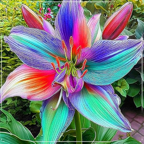 1 zwiebeln-Amarylliszwiebel, Blumenzwiebel, Amaryllis Papilio,Amaryllis Pflanze,MehrjäHrig, Winterhart, Gartenpflanze,Winterhart MehrjäHrig,Winterharte Pflanzen-A