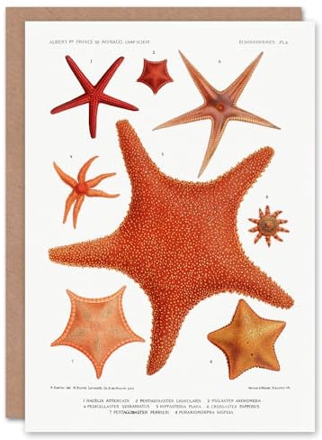Artery8 Vintage Marine Life Art Card Starfish Species Varieties