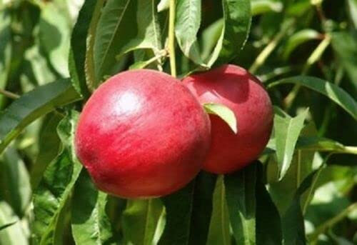 ALBERO DI PESCO PESCA PESCHE NOCE VENUS IN VASO 17