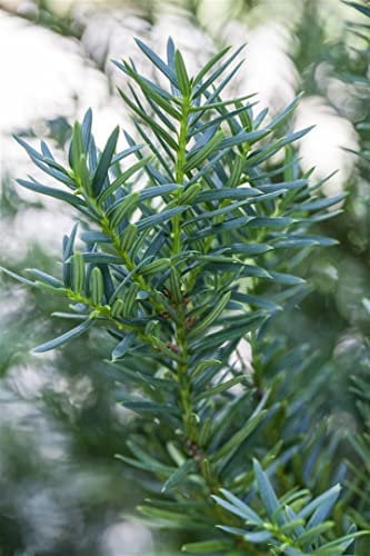 Taxus cuspidata 'Lescow' 30-40 cm - Japanische Eibe, immergrün, ideal für Hecken und Kübel, pflegeleicht, winterhart