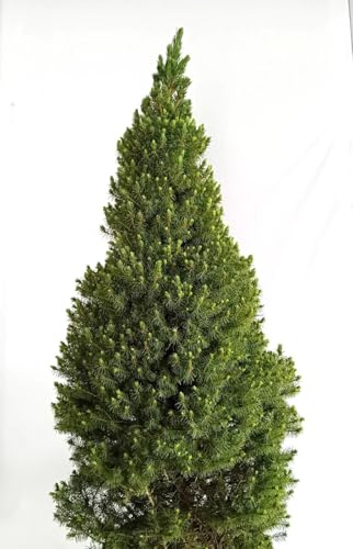 Kanadische Zuckerhut - Fichte Picea Glauca Conica 80-100 cm winterhart Freilandaufzucht