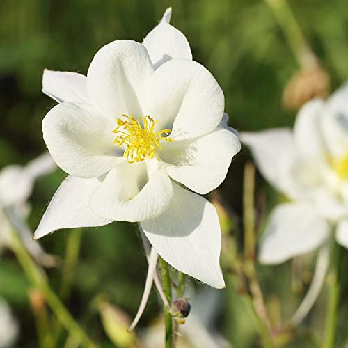 Akelei Samen 50 Weiß Blumensamen Garten Blumen Pflanzen Nachhaltige Geschenke Blumenwiese Samen Winterharte Pflanzen FüR Garten Bodendecker Winterhart MehrjäHrig