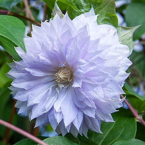 3 Pcs clematis winterhart mehrjährig zwiebeln - klematis - kletterpflanzen winterhart gärtner geschenke, (Clematis florida) balkon blumen, exotische pflanzen winterhart, zierlauch