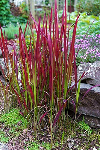 Potseed Red Hook Segge Ziergras 15 Samen, Uncinia Grass – Purpurrot die ganze Saison