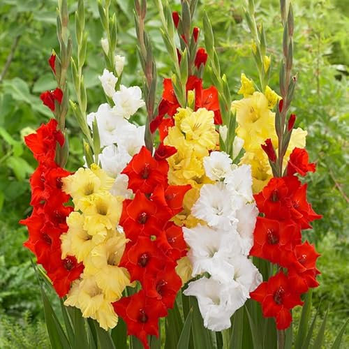 Gladiolen Mischung à 15 | 15 Stück | Schnittblume | Gemischt | 100% Blütegarantie | QFB Gardening