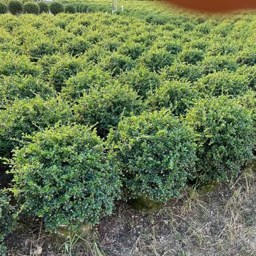 80 Pcs Bonsai Fukientee Samen - Bonsai Nachhaltige Geschenke Für Frauen (Carmona Microphylla) Bäume Kaufen Plants, Geschenk Garten Winterharte Stauden, Geschenke Für Pflanzenliebhaber