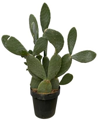 Feigenkaktus Opuntia Ficus Indica Kaufen | Urbangreen