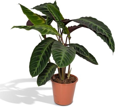 La Green Touch Calathea Warscewiczii H70 cm – Zimmerpflanze – Topf 19 cm, Höhe 70 cm