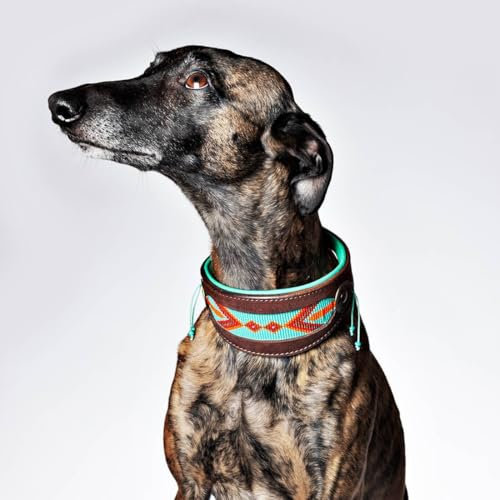 DWAM Hundehalsband – Hundehalsband – Türkis – Leder – S – 22–26 x 4 cm – Paddy Lee Windhund - Halsumfang zwischen 22-26 cm