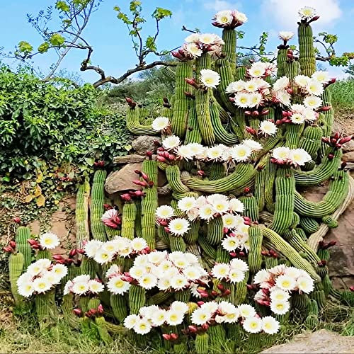 Kaktus Pflanze Samen,Cactus Kakteen,Fleischfressende Pflanzen,Sukkulenten Succulent Plants, Grünpflanzen Bonsai Samen Exotische Pflanzen Züchten Pflanztöpfe Pflanzen Winterhart 20 Stück