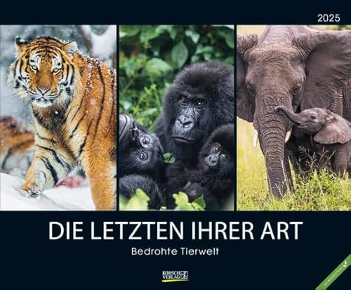 Bedrohte Tierwelt, die letzten ihrer Art - Kalender 2025 - Art-Format - Korsch-Verlag - Fotokalender - Naturfotografie - 55 cm x 45,5 cm