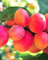 Pianta da frutto ALBERO SIMILE DI ALBICOCCO PUGLIESE- PRUNUS ARMENIACA TARDIVO LOCALE- A MATURAZIONE TARDIVA A RADICE NUDA -1 METRO pianta vera