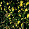 2 x Hedera Helix 'Goldheart' - Efeu 50-60 cm Pflanzcontainer