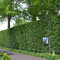 Gardline - Rotbuche Fagus sylvatica 100-125 cm IM TOPF. 3-200 Buchen. Hecke der Rotbuchen - 78 St. (ca. 17,5 Meter)