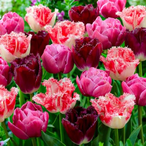 Tulpen Zwiebeln Rosa & Rot Mischung - 25 Blumenzwiebeln - Tulpenzwiebeln winterhart mehrjährig - Niederländische Qualität - Für Garten, Töpfe und Balkon