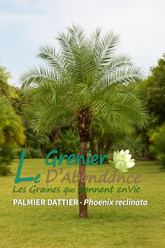 10 graines à semer - Le Grenier d'Abondance - PALMIER DATTIER - Phoenix Reclinata