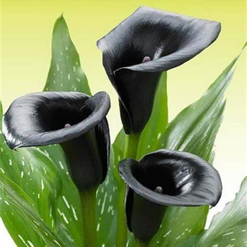 Perfekte Schnittblumen,Calla Pflanze Zwiebeln,Calla-Zwiebeln,Hochzeitsblumen,Seltene Pflanzen,Zierblumen,Lebende Pflanzen,Winterharte Zwiebeln,Natürlich-6 Zwiebeln-A