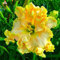 SVI Frische 100pcs Taglilien Blumensamen zu pflanzen Gelb