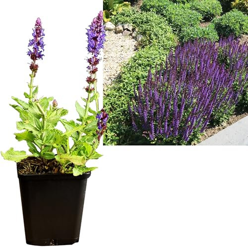 Salbei violett 3 Stück | Salvia nemorosa Salbei Pflanze