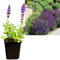 Salbei violett 3 Stück | Salvia nemorosa Salbei Pflanze