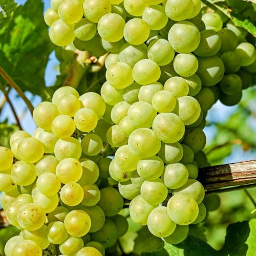 Vivai le Georgiche - Pianta vera di Uva da tavola bianca Italia Vitis vinifera 'Italia' - vaso Ø 20 cm - altezza alla vendita 160-180 cm