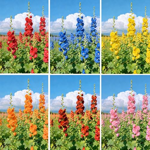 Mixrug Hollyhock Seeds for Planting, 1000pcs Perennial Hollyhock Flower Seeds Wildflower Plants, Non-GMO Heirloom Premium Open Pollinated Beauty Flowers Plants for Home Garden Outdoors Indoors