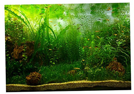 Perfeclan Aquarium Hintergrund selbstklebend Rückwand Folie Fotorückwand, Wasserpflanzen, 122x61cm
