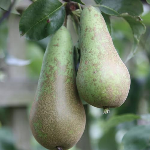 Plant Theory 1.2m - 1.5m Pear Conference Fruiting Outdoor Fruit Tree 9L Pot QA Rootstock