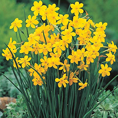 50 x Blumenzwiebeln Narzissen Baby Moon mit höchster Keimrate