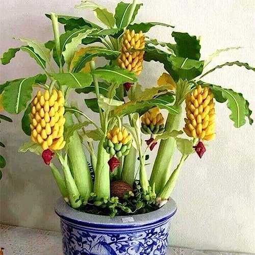 50 Pz Semi di Banano Nano Mini Bonsai Frutta Giardino di Casa Ufficio Pianta Decor Fiore Albero da Frutto Semi di Ortaggi Semi Di Banane