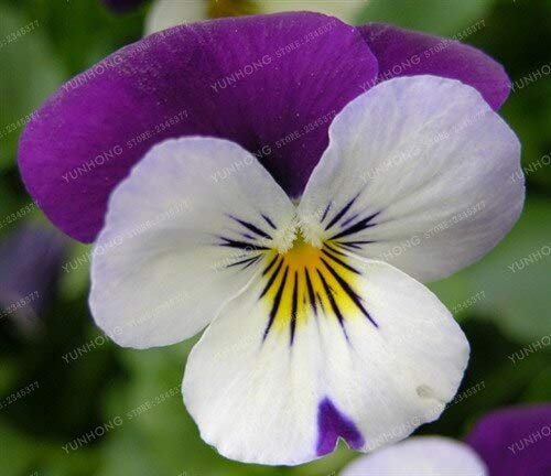 Nuovo 50 pezzi Pansy ondulé Viola tricolore graines de fleurs pour le jardinage Violet blanc