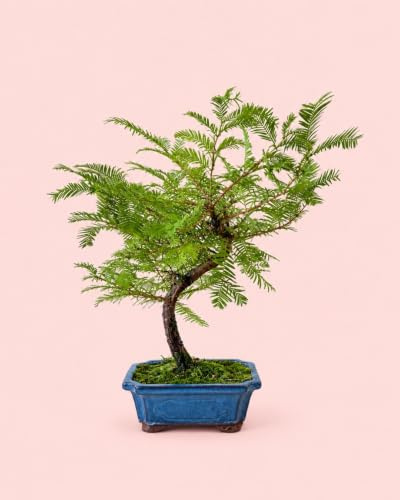 Bonsái Metasequoia | Plantas Naturales | Pur Plant