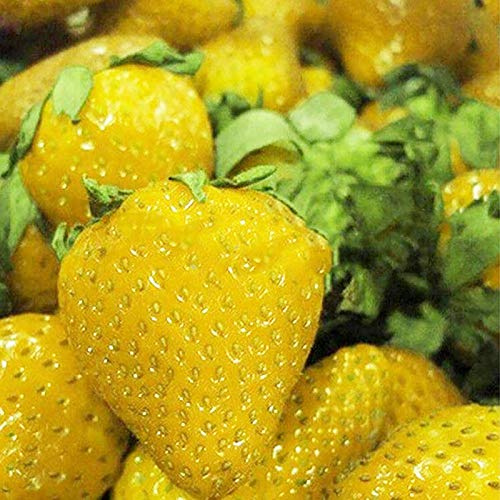 Graines de Fraises, 100 graines de Fraises Douces Multicolores Maison Jardin Ferme Plantation de Plantes fruitières Graines (Jaune)