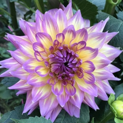 Dalia Della Passione, Grandi Bulbi Di Dalia, Piante Perenni Resistenti Per Giardini E Piante In Vaso-8 bulbi-C