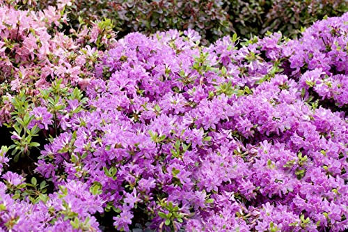 Rhododendron obtusum 'Diamant Enzianblau' 15–20 cm – Winterhart, Immergrün, Pflegeleicht – Azalee – Zierstrauch für Kübel & Garten