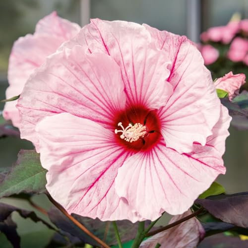 Staudenhibiskus 'Dark Mystery' hellrosa, Höhe 100-150 cm, Topf 5 Liter