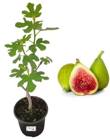 P. Piantine da Orto | Fico Dottato Bianco, Pianta in Vaso Diametro 22 cm, Pianta da Frutto, Pianta Vera da Esterno, Giardino o Vaso in Terrazza, Vivaio Italiano,altezza pianta 150 cm