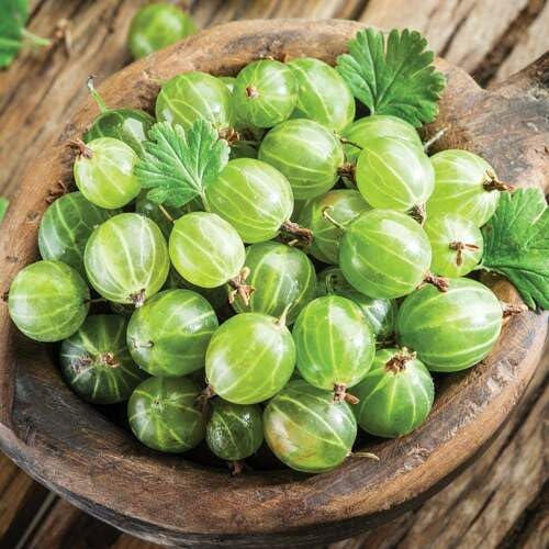 100 piezas de semillas de grosella espinosa verde