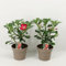 Adenium obesum rot - Wüstenrose - Topf 10,5cm - Höhe 25-40cm Zimmerpflanzen