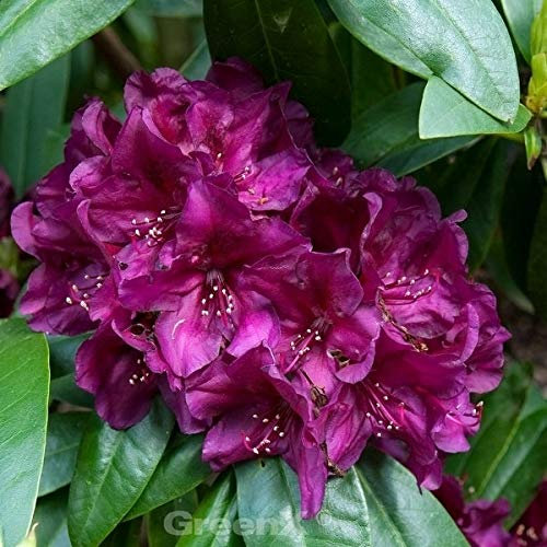 INKARHO - Großblumige Rhododendron Roland 25-30cm - Alpenrose