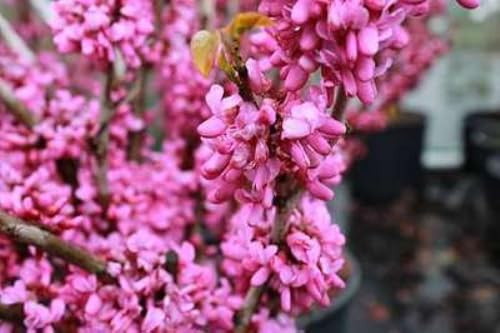 Cercis chinensis 'Avondale' - Judasbaum 60-80 cm Container