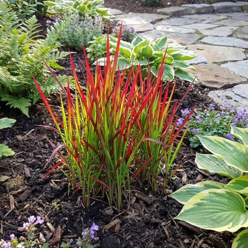 Bloomique - 6er-Set - Imperata cylindrica 'Red Baron' - Japanisches Blutgras - Ziergras - Winterhart - Mehrjährig - Höhe 10-20 cm - Topf: 9 cm