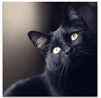 Paul Sinus Art Leinwandbilder | Bilder Leinwand 60x60cm Schwarze Katze - Portrait