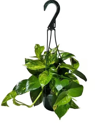 Devils Ivy - Epipremnum aureum Scindapsus pictus Golden Pothos Live Plant in 15cm Hanging Pot