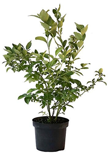 Heidelbeere Goldtraube aromatische Blaubeere Vaccinium corymbosum 40-60 cm 3 Liter Topf
