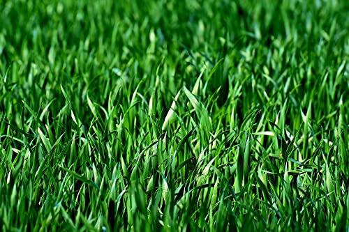 Fertilizzante per prato Turbo Mediterrano – fertilizzare 500 mq con 10 kg