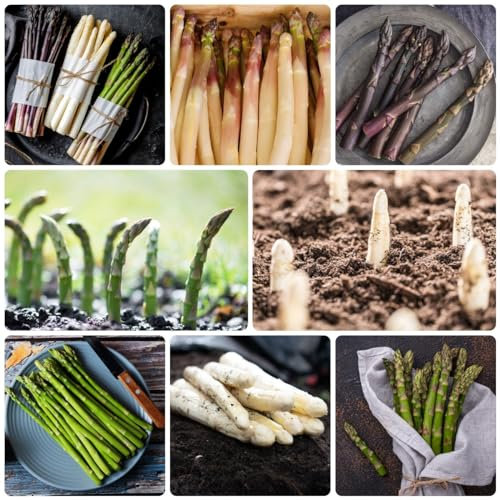 50 Pcs Spargel Pflanzen Kaufen Samen - Asparagus Officinalis - Winterharte Pflanzen Für Garten, Gemüsesamen & -Pflanzen, Spargel Samen Bio, Spargelsamen Gemüse Bio Saatgut, Grünpflanzen