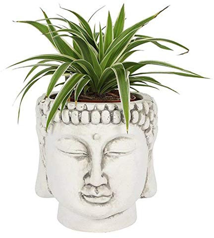Spirit of Equinox Bouddha, Terre Cuite